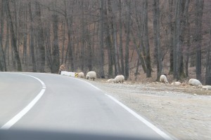 road sheep
