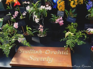 Orchid fair in Glasgow 1