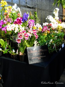 Orchid fair in Glasgow 2