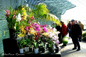 Orchid fair in Glasgow 4