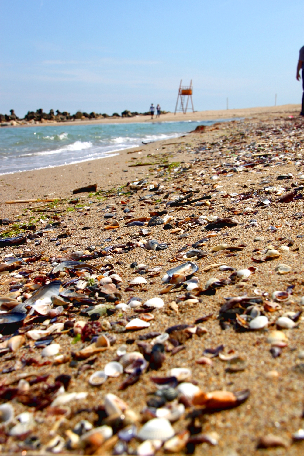 beach sea shells - Black Sea