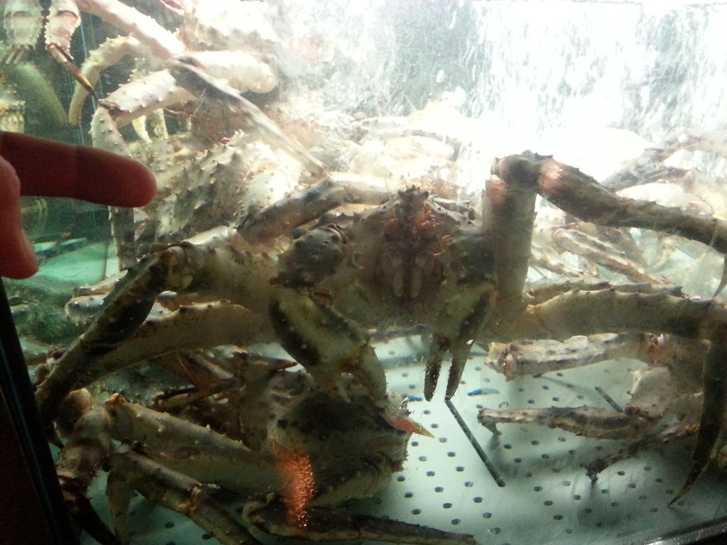 Russian crab. Left index finger for scale...