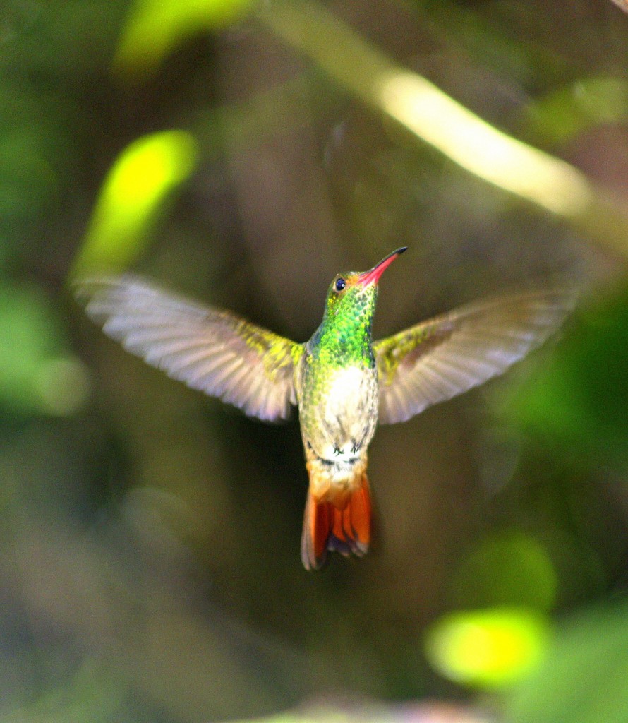 Hummingbird Monteverde Cloud Forest, Costa Rica