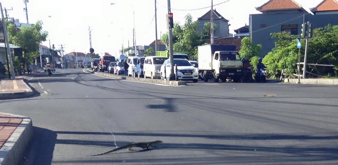 Indonesia - lizard crossing