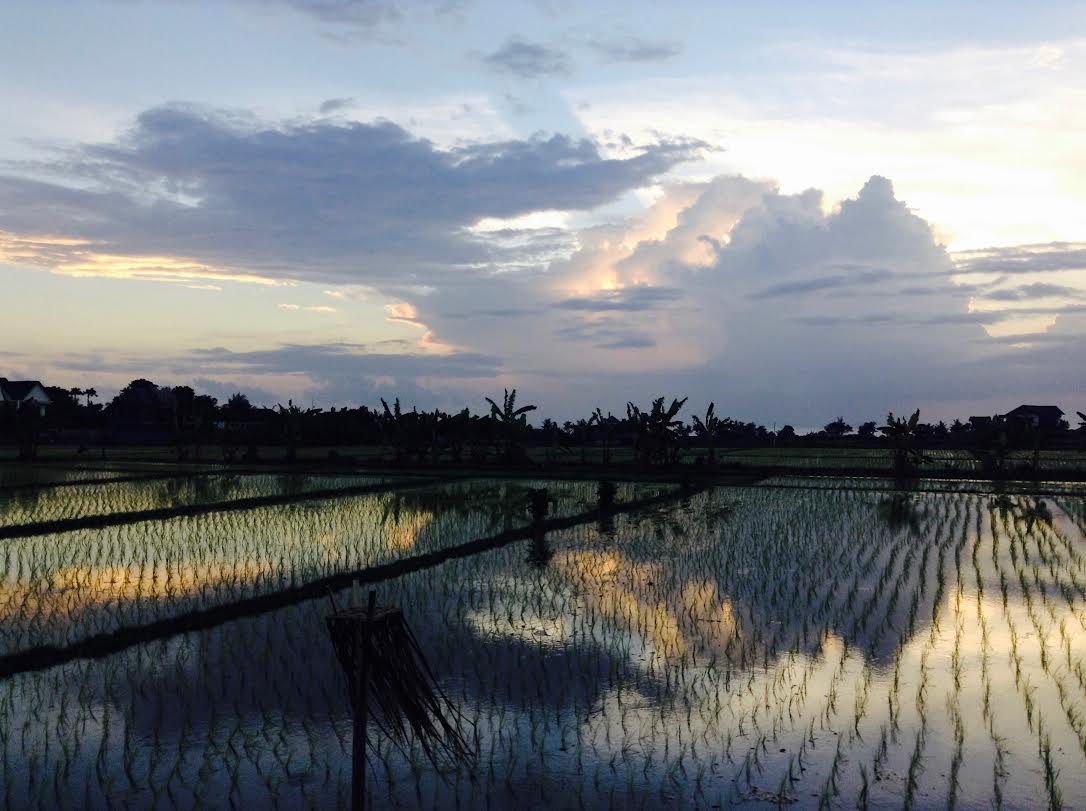 Indonesia - rice fields
