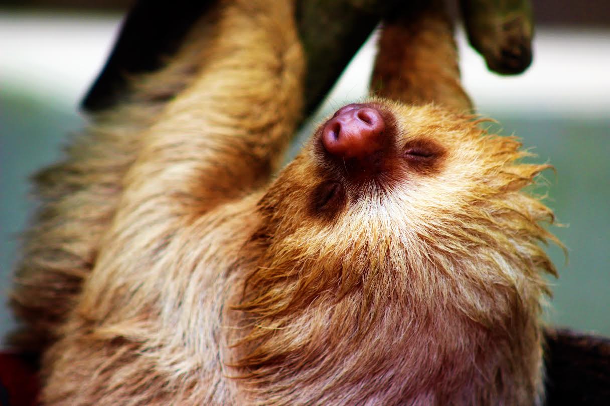 Baby two-toed sloth - Costa Rica - Curious things about Costa Rica
