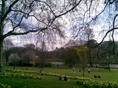 park_daffodils