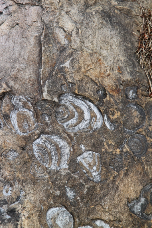 Fossilized snails wall - Apuseni Mountains, Romania