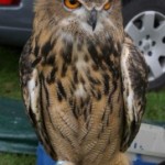 Eagle Owl