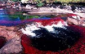 Cano Cristales - Colombia