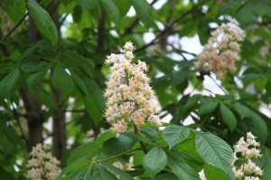 chestnut flower - floare castan