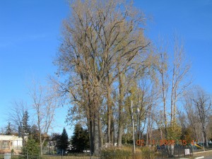 Parc des chenes - Canada - 1