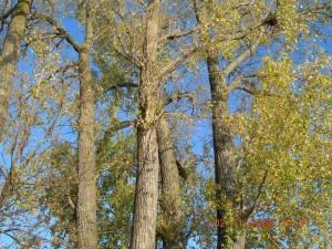 Parc des chenes - Canada - 20