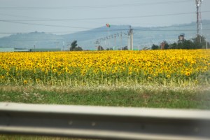 sunflower