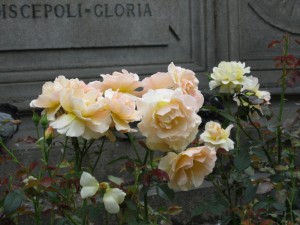 Yellow Roses Milano, Italy