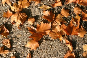 Leafs autumn - stone, pebbles, park - Romania