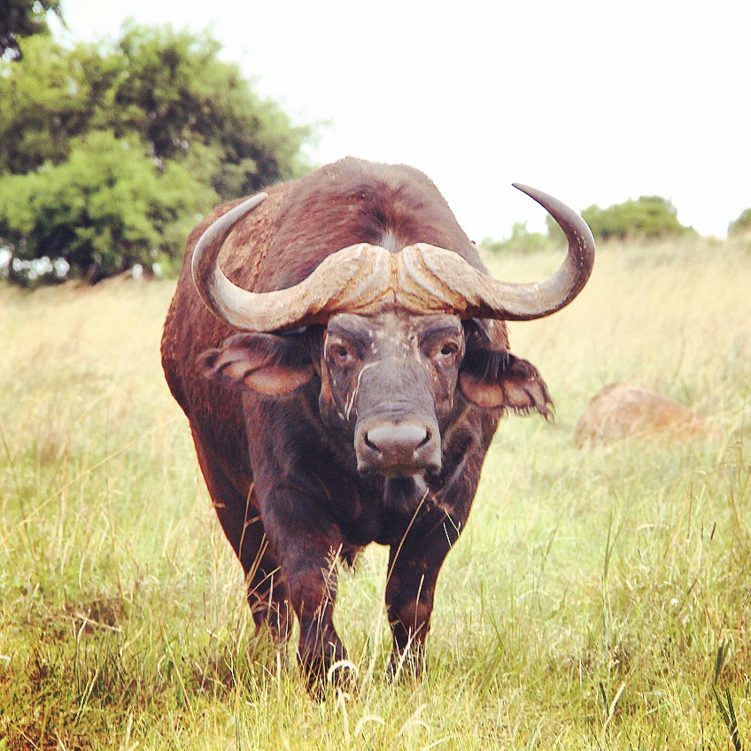 African Buffalo - Rhino and Lion Nature Reserve, South Africa