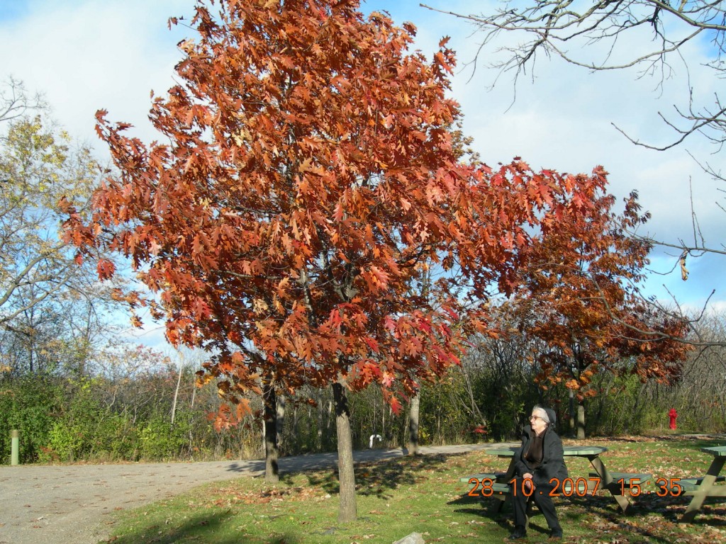 Bois-de-l'Île-Bizard Nature Park 13