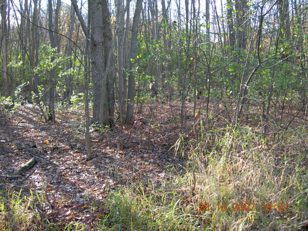 Bois-de-l'Île-Bizard Nature Park 4