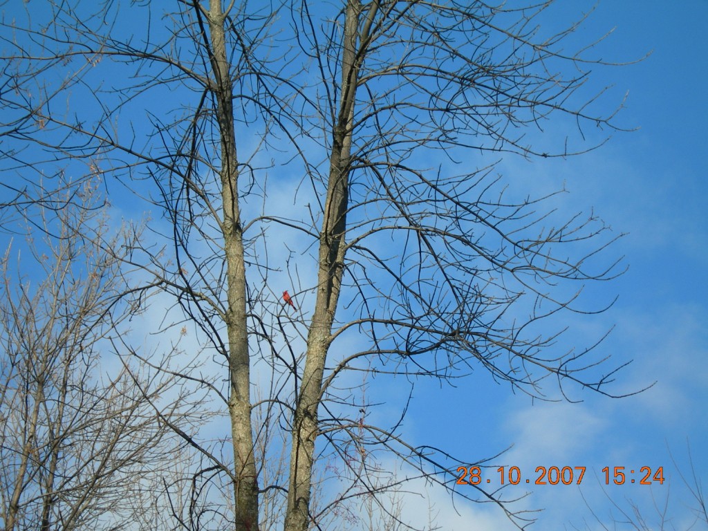 Bois-de-l'Île-Bizard Nature Park 7