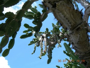 cactus Cuba