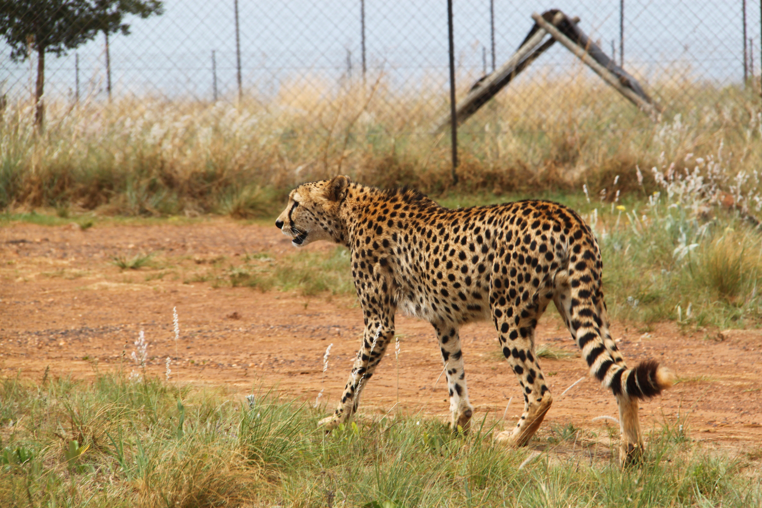 Cheetah at Rhino and Lion Nature Reserve, South Africa