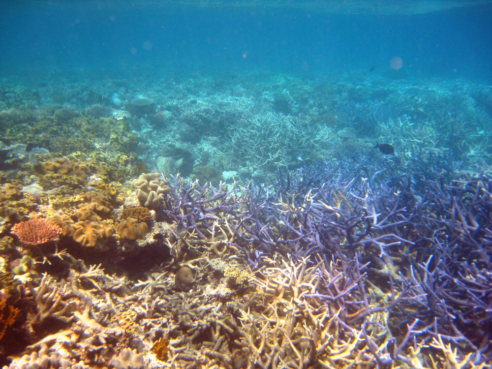 Australia barrier reef