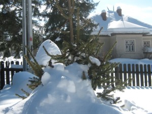 tree snow