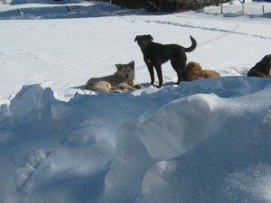 tree snow