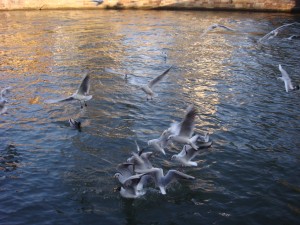 feeding wild birds 10