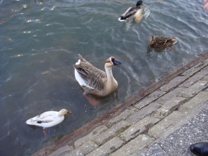 feeding wild birds 2