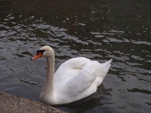 feeding wild birds 3