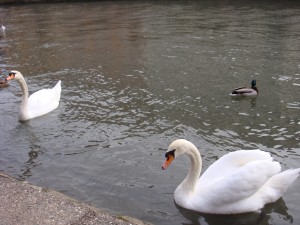 feeding wild birds 5