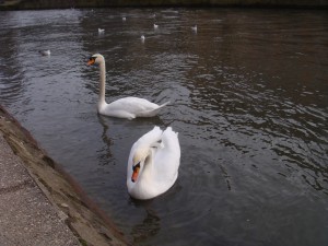 feeding wild birds 6