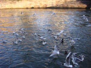 feeding wild birds 9