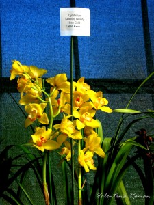 Orchid fair in Glasgow 5