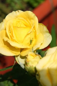yellow rose bug