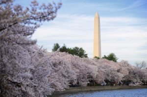 Cherry blossom at Washington Memorial