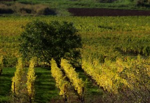 Alsace wineyard