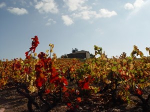 Beaujolais wineyard