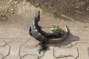 Grad Sirenis reptile
