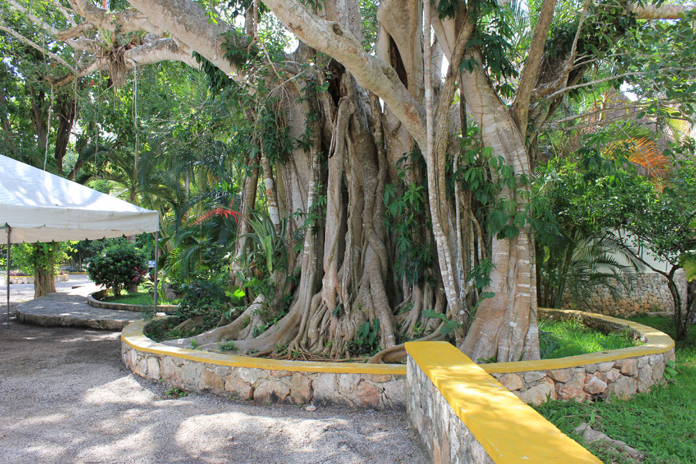 Chichen Itza Cenote 7