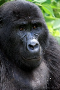 Mountain Gorilla Uganda