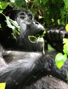 mountain Gorilla - Uganda 2