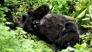 Mountain Gorilla - Uganda 3