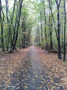 Baneasa Forest, Bucharest, autumn