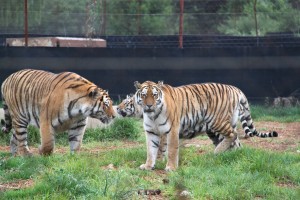 tigers at the Rhino and Lion Nature Reserve, Guateng, South Africa