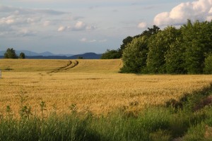 wheat field