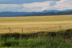 wheat field 2