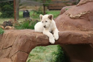 Lion cub at the Rhino and the Lion Nature Reserve, Gauteng, South Africa